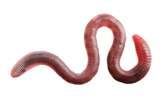 worm.jpeg